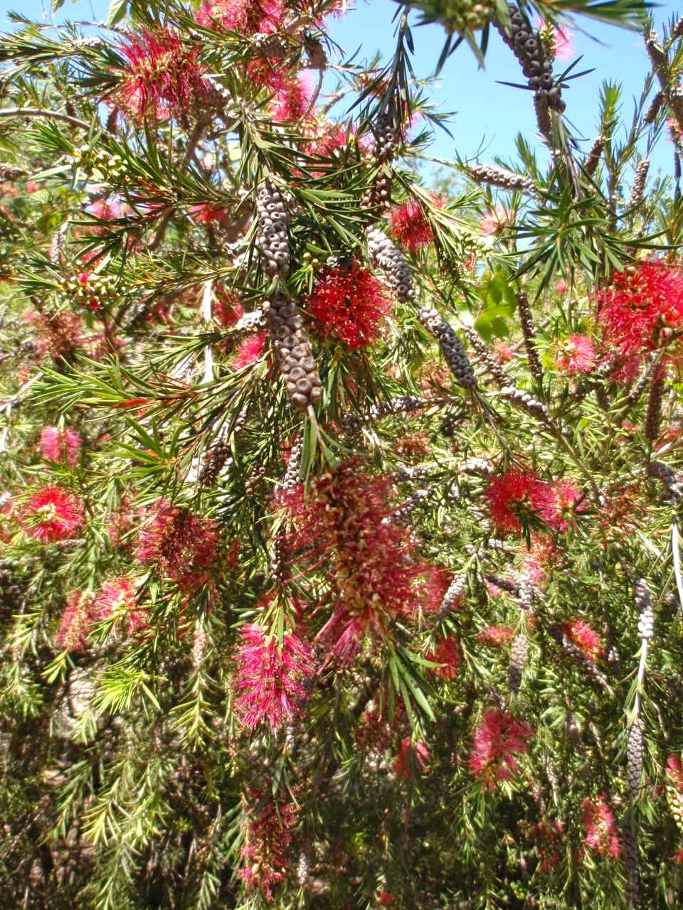 https://www.dianasdesignsaustin.com/wp-content/uploads/2011/06/bottlebrush-1.jpg