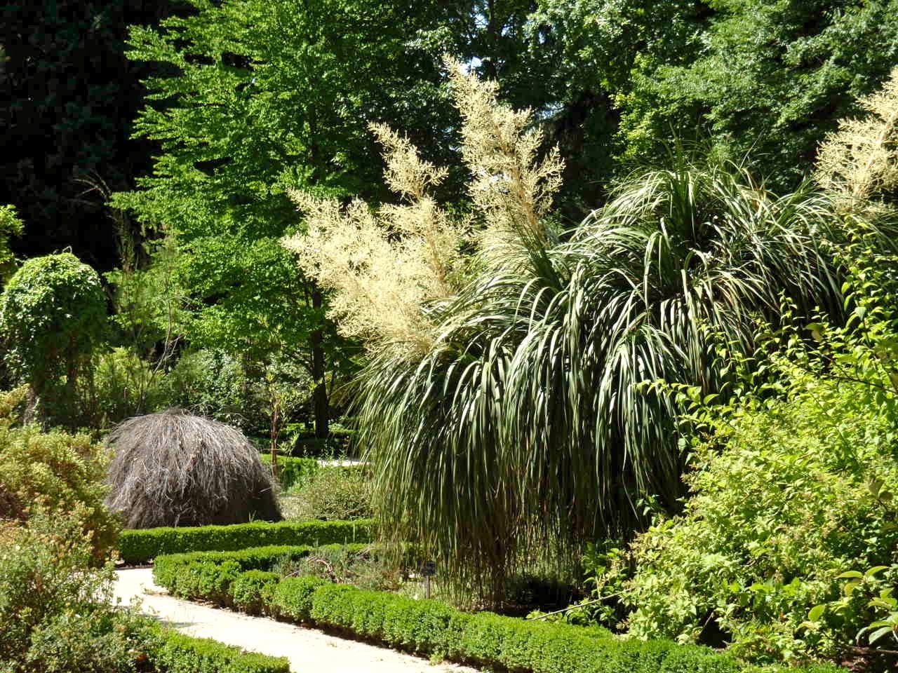 Bottle Brush Tree or Shrub - Anne of Green Gardens