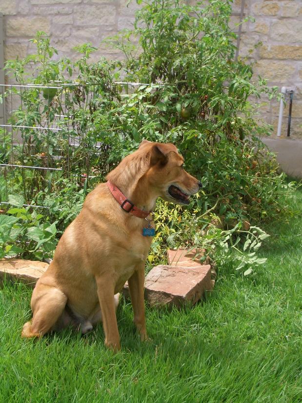 Keeping Critters Even Family Pets Out Of Garden Is A Challenge