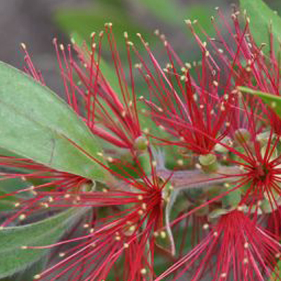 Austin Garden Landscape Design Diana's Designs Native Plants Bright Color Bottle Brush Drought Tolerant