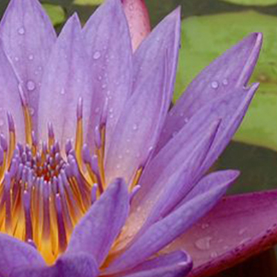 Austin Landscape Garden Design Diana's Designs Lotus Water Feature Diverse Wildlife Habitat