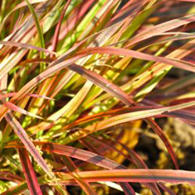 Austin Landscape Design Garden Plan Diana's Designs Flowing Native Grasses