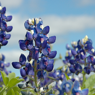 Austin Landscape Design Garden Plans Dianas Designs Native Bluebonnets Wildflowers 