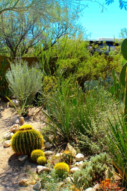 Beautiful, xeric plants in the Sonoran Desert Landscape | Diana's ...