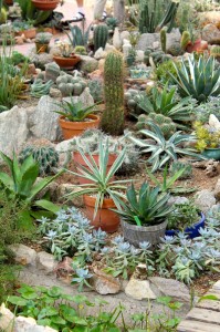 photo of cacti