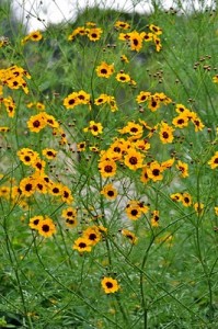 coreopsis