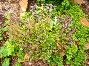 grow herbs in containers