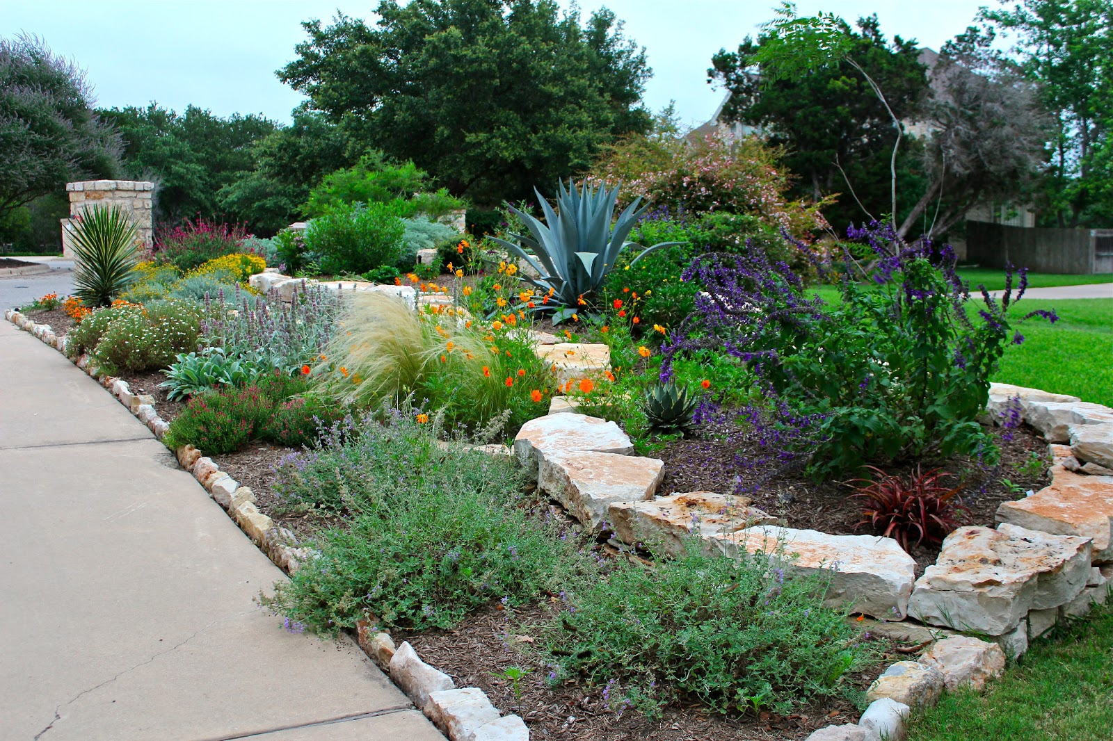 lawn alternatives Archives | Diana's Designs Austin