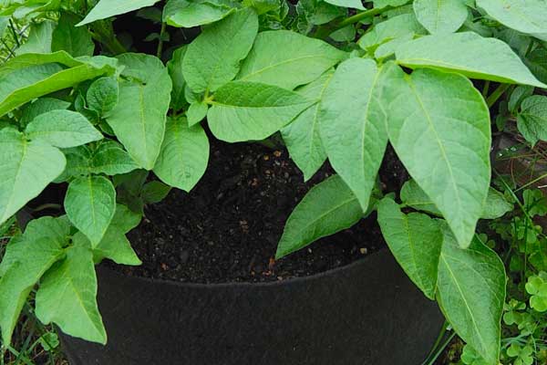 Potato Bag Container Garden