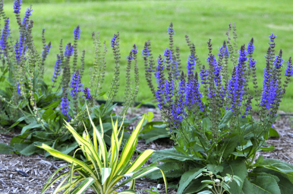 Salvia 'Indigo Spires'