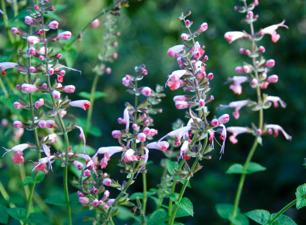 Drought-Resistant Salvia