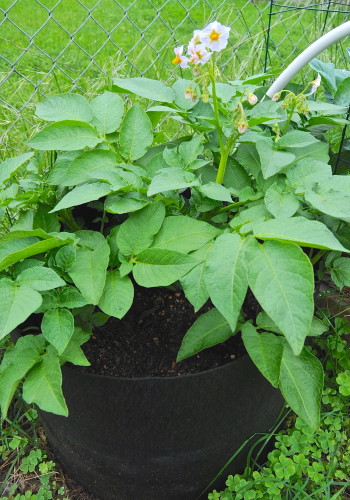 Potato Bag Container Garden