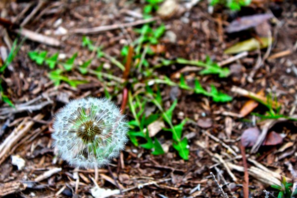 photo of dandelion weeds