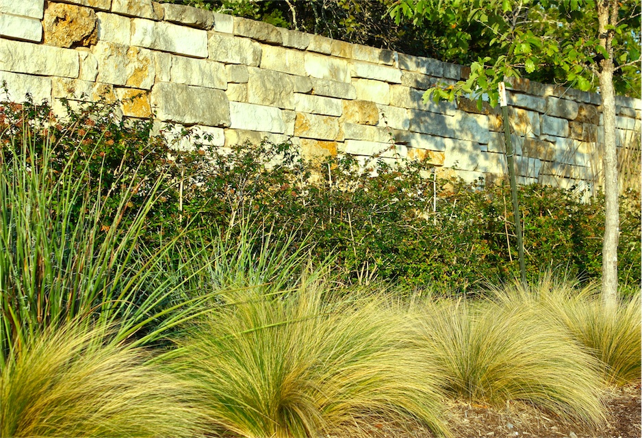 drought tolerant plants