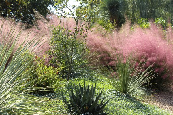 photo of fountain grasses in the landscape