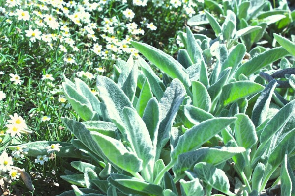 Lamb's ear