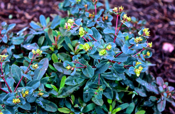 Some of the other Euphorbias growing my garden include Euphorbia 'Ascot Rainbow' and Euphorbia amygdaloides.