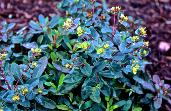 Euphorbia 'Ascot Rainbow'