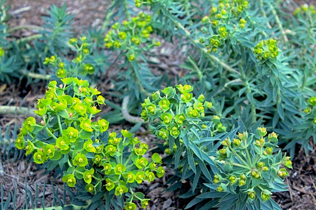 Euphorbia rigida aka ‘gopher plant’ or ‘silver spurge'