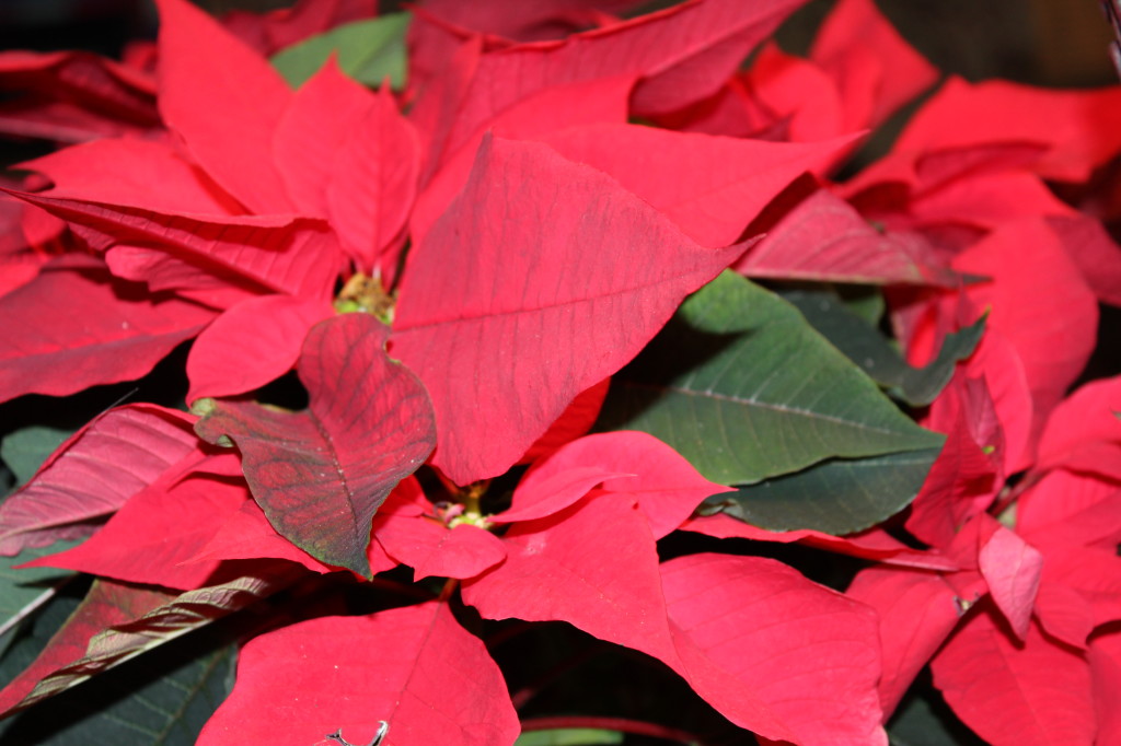 poinsettia