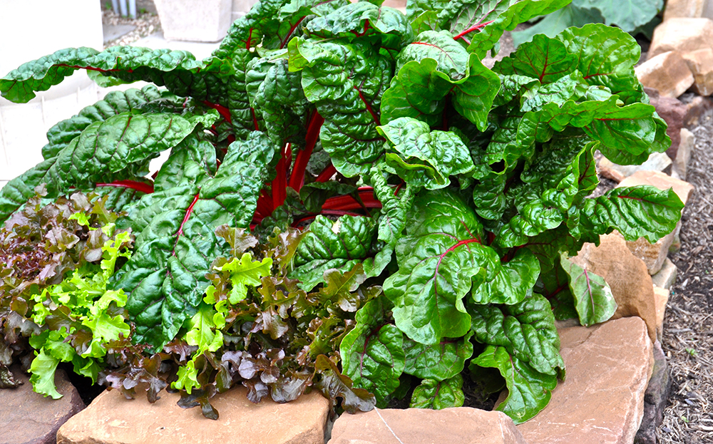 swiss-chard-backyard-garden