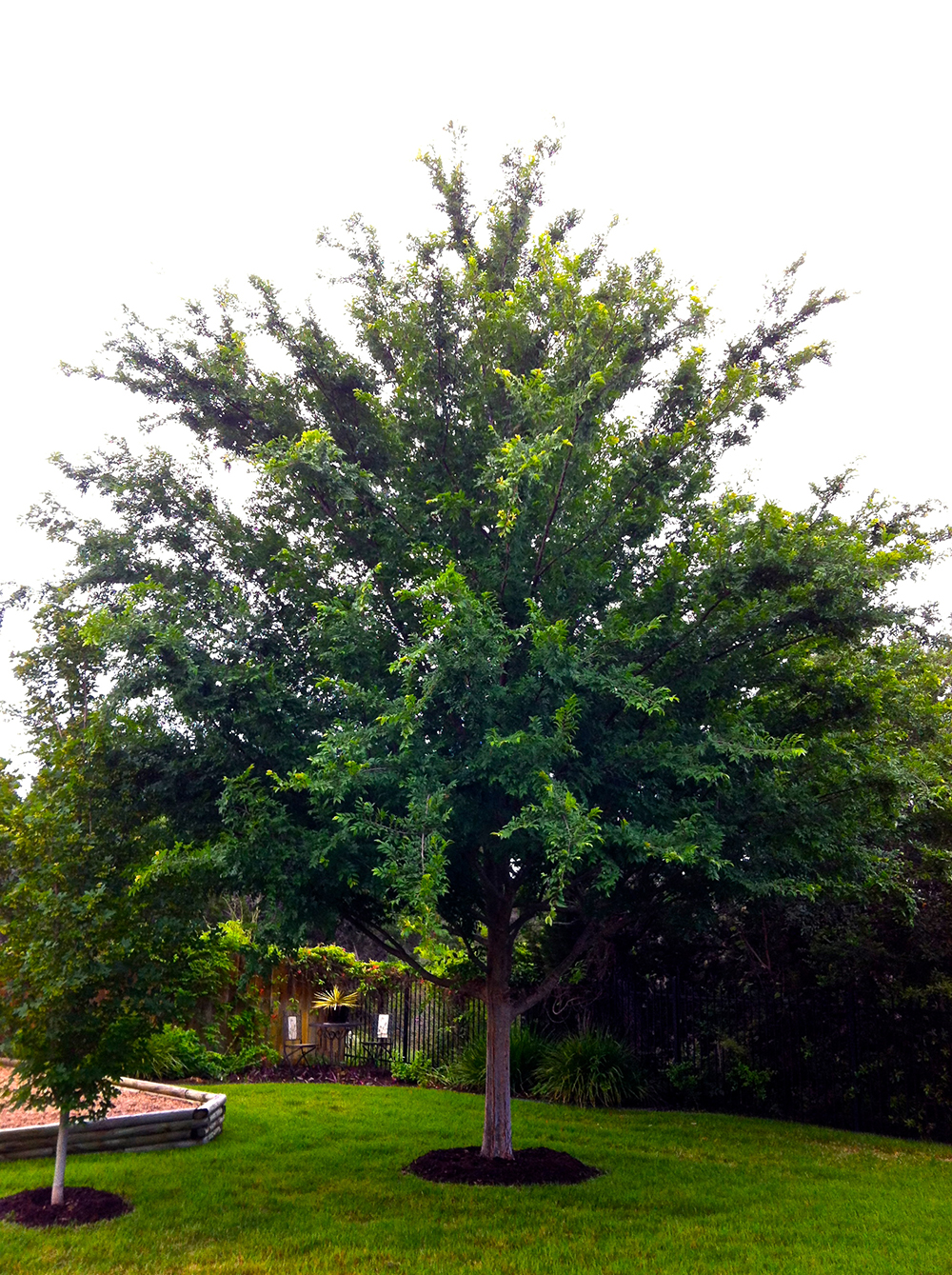 Labak Tree Lacebark | Diana's Designs Austin