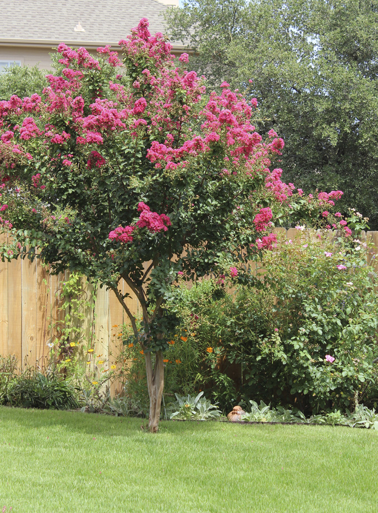 crape-myrtle