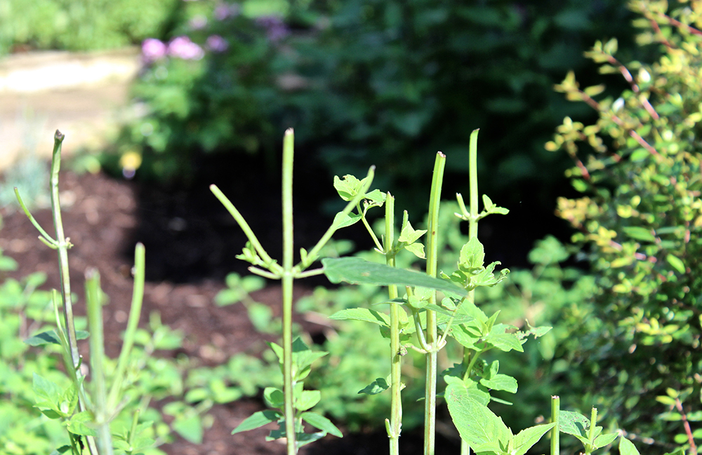 gardening-with-deers