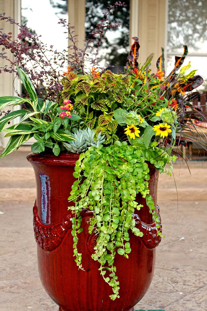 tall-container-fall-flowers