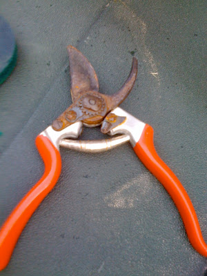 garden-tool-maintenance-removing-rust-from-shears