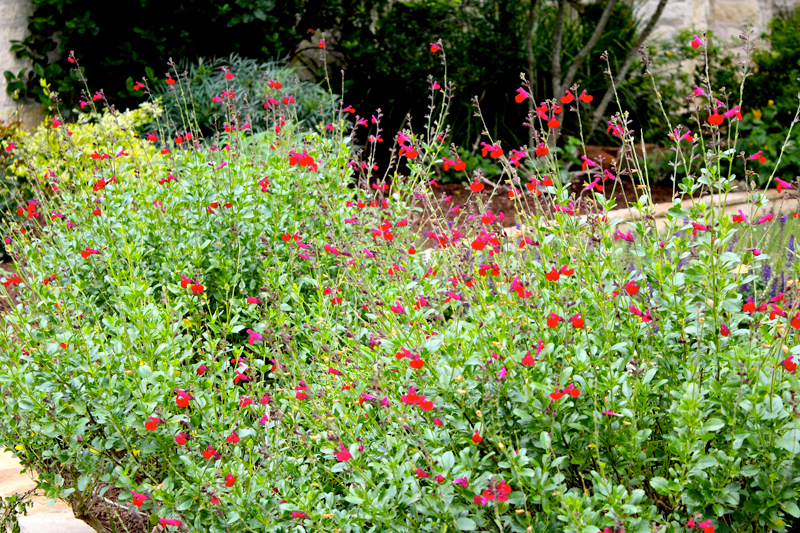 Prune-Now-Blooms