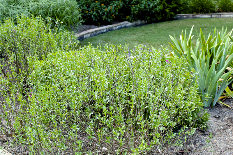 After pruning, your salvia should look like this. 