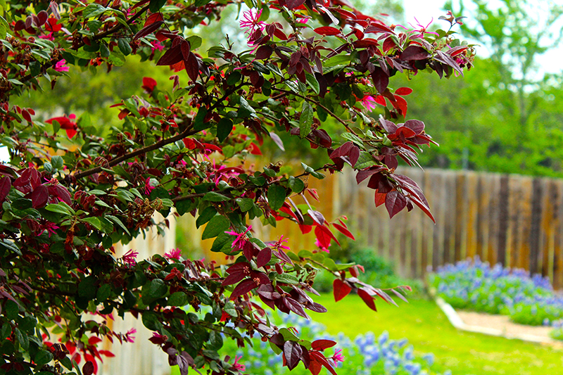 Diana's Designs Austin Texas Foundation Planting Chinese Fringe Flower