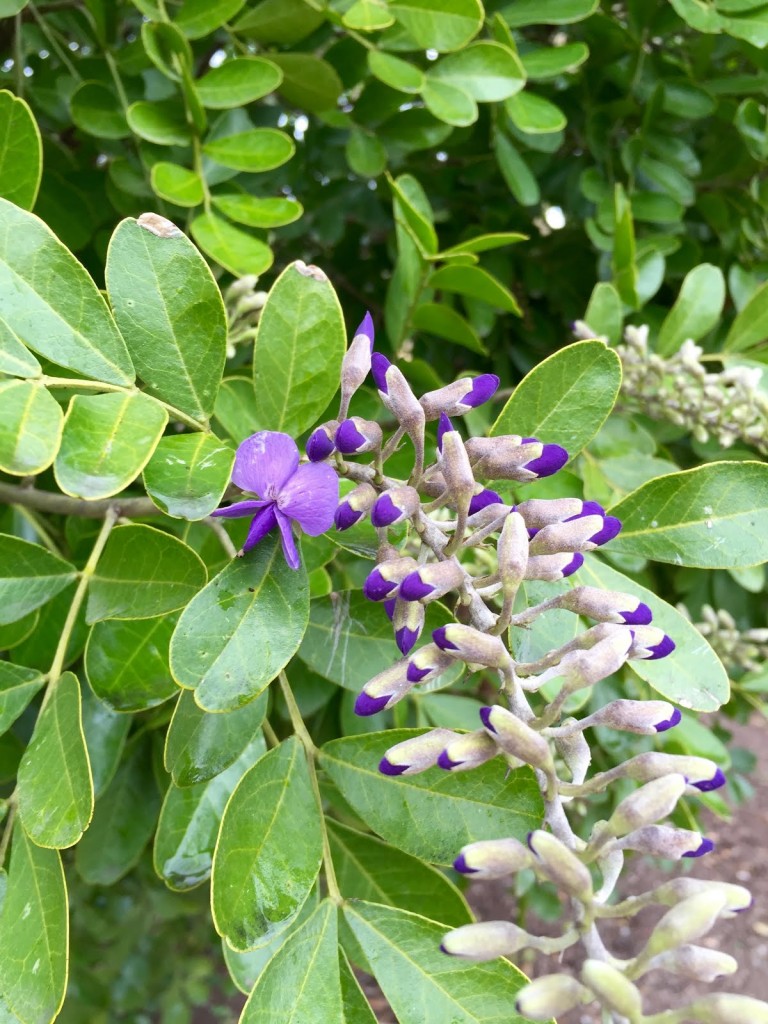 Austin Garden Blog Mountain Laurel Blossom Spring