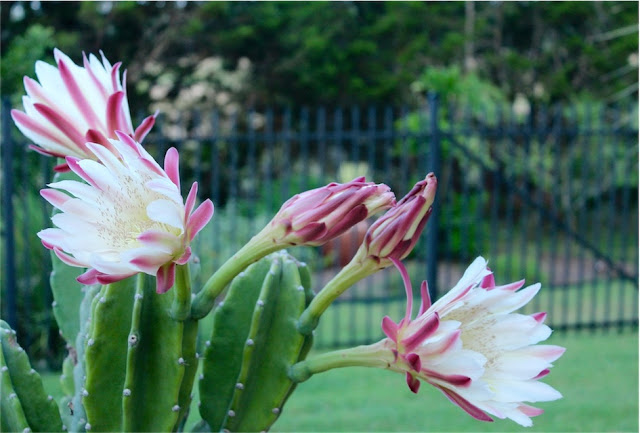 night blooming cereus Archives