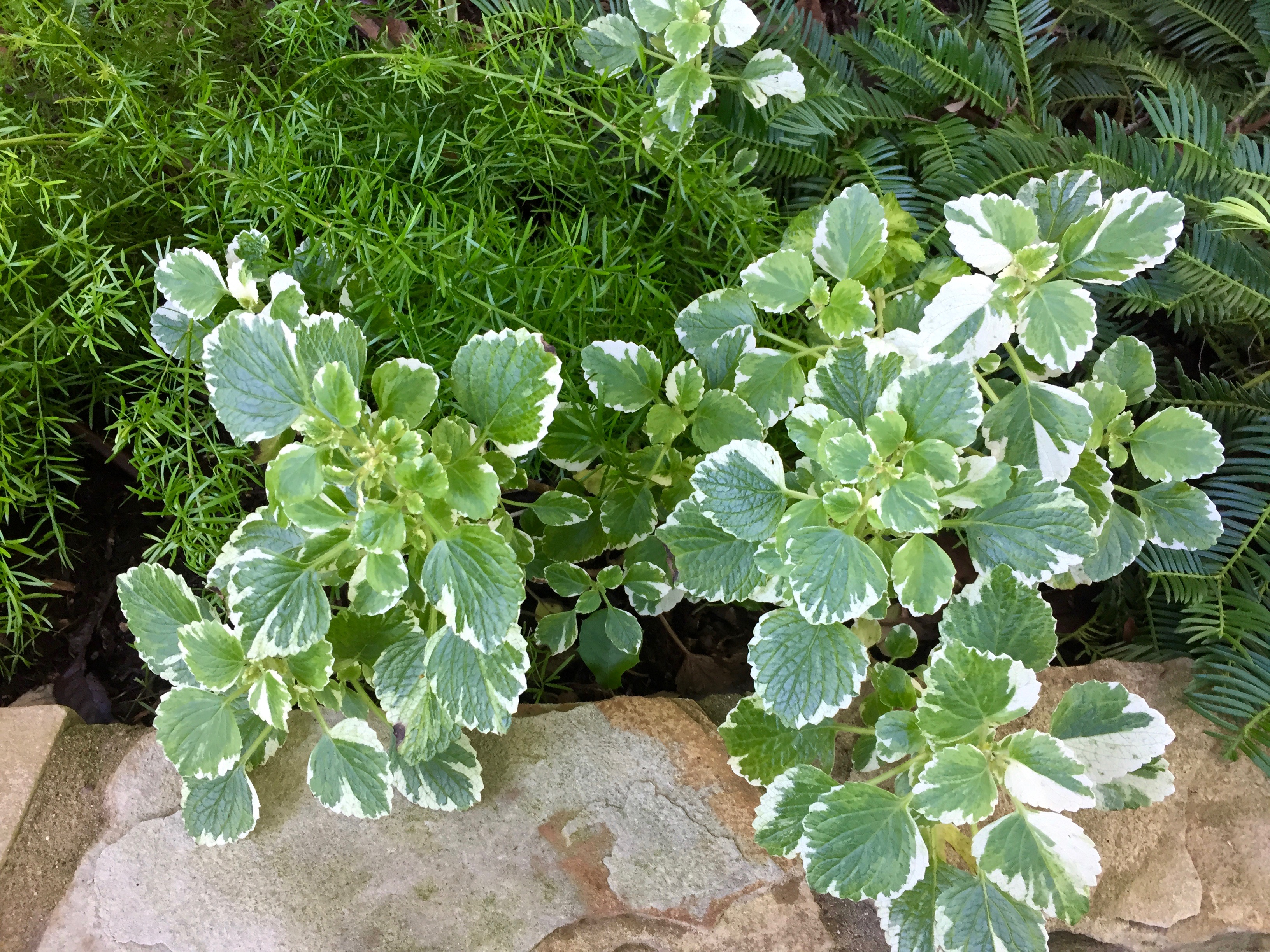 Swedish Ivy - Plectranthus verticillatus