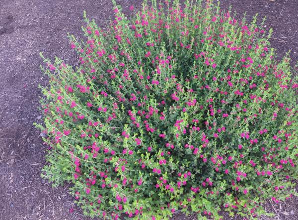 Loropetalum Chinese Fringe Flower Shrubs