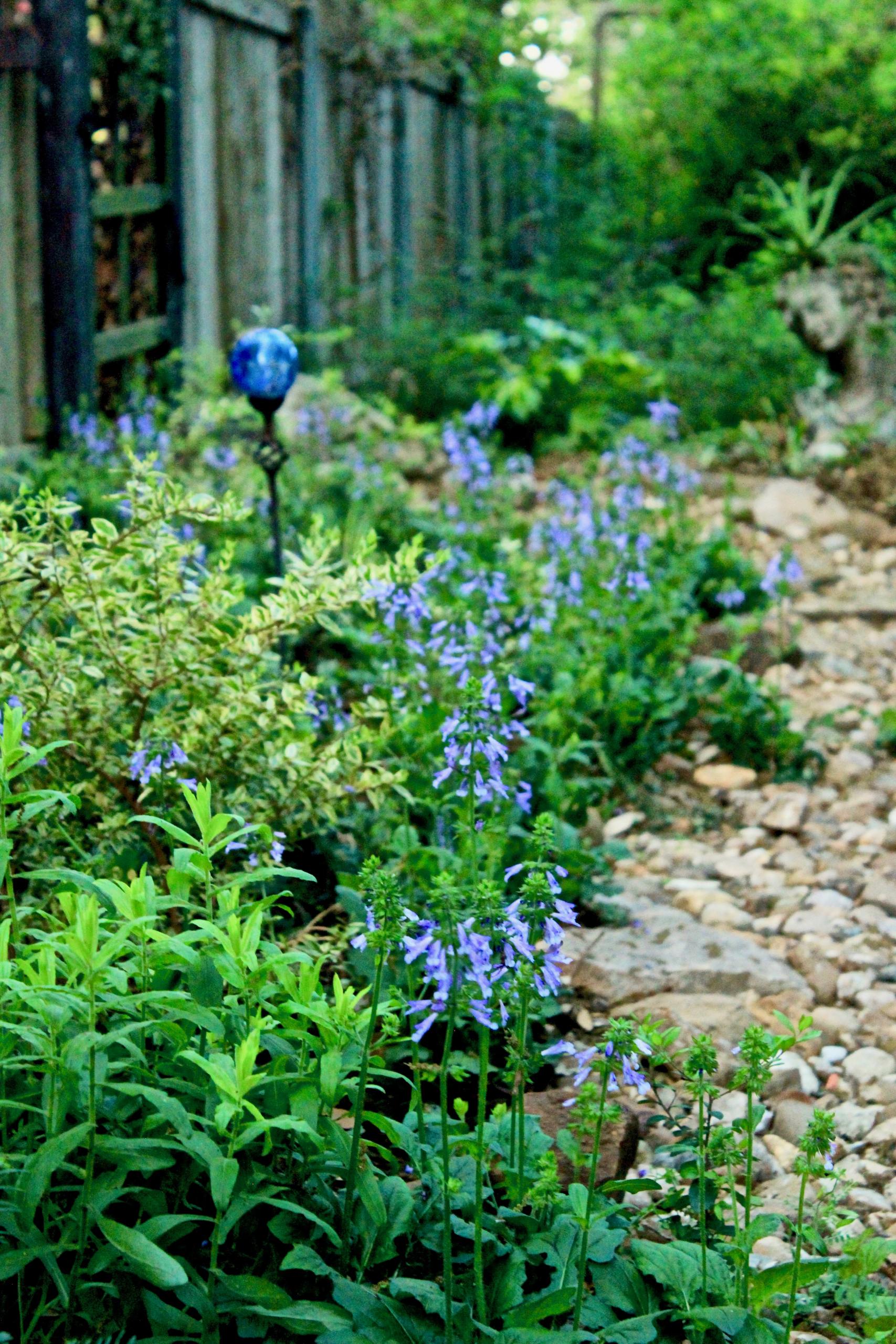 catmint Archives | Diana's Designs Austin