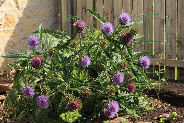 Edible Flowers to Grow in Your Garden — Edible Inland Northwest